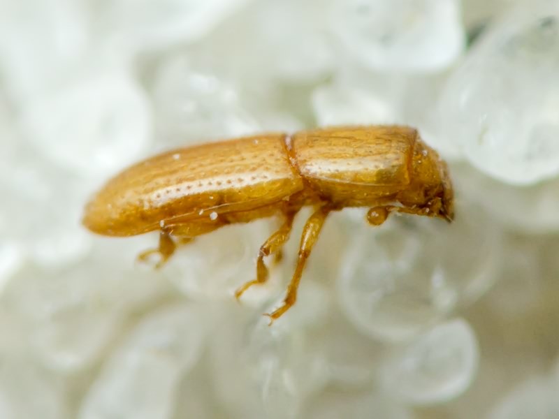 Anommatus Wesmael, 1835